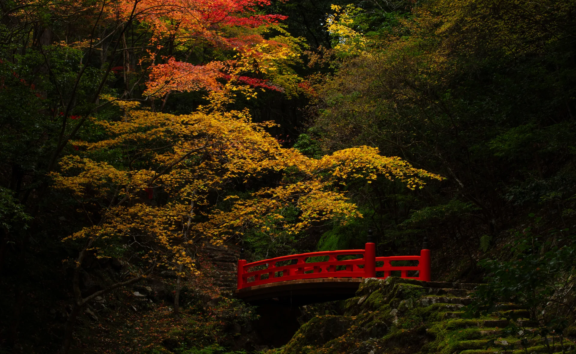 Patrick Vierthaler · Kyoto · Japan · nature