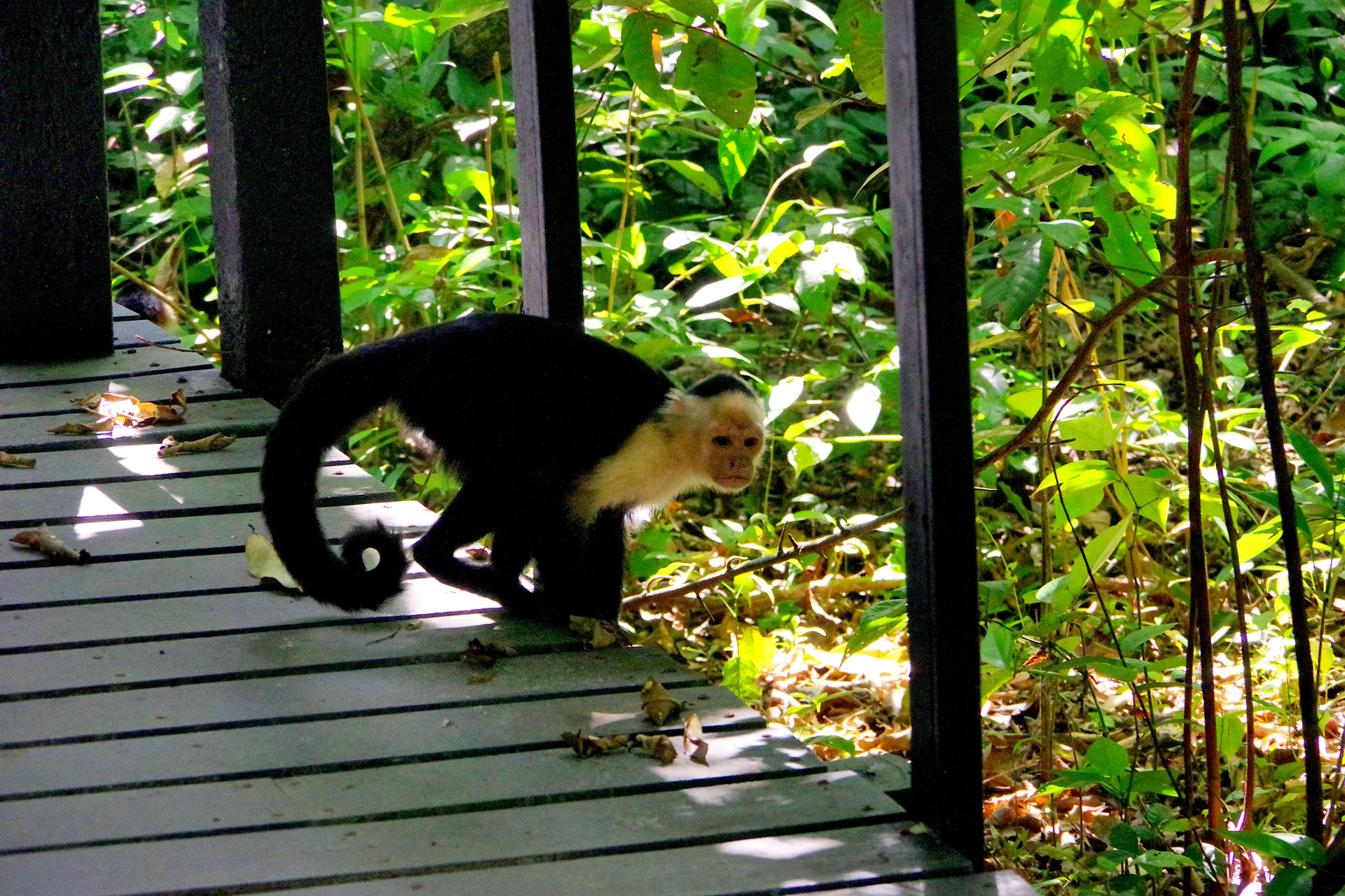 2020-03-20_14-01-01_Costa_Rica_-_Cahuita_NP_K70_JH