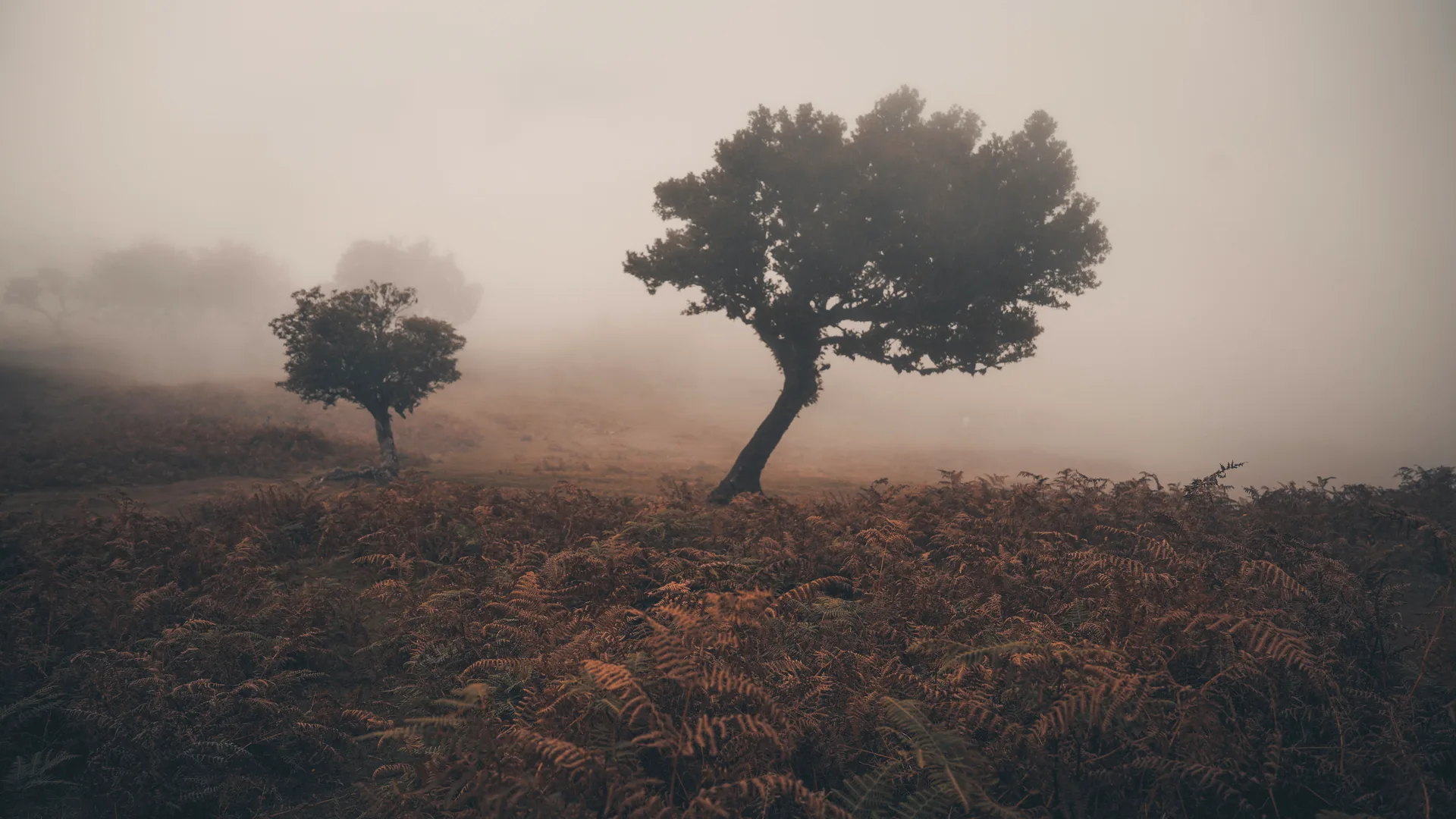 Adam Smok · Madeira · Portugal · nature