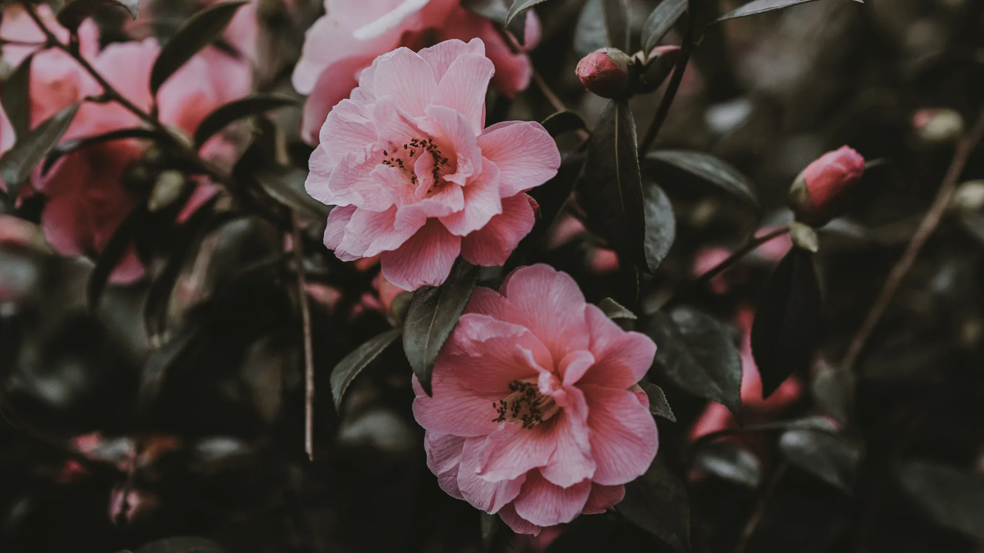 Pink Flowers