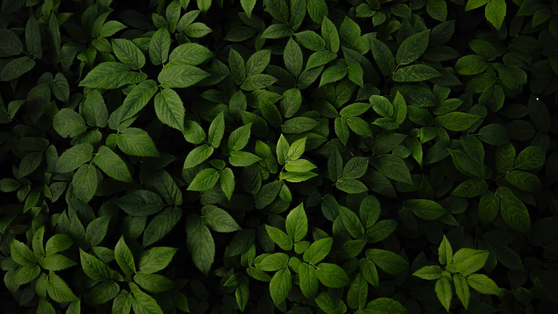Ryunosuke Kikuno · nature · leaves · depth of field
