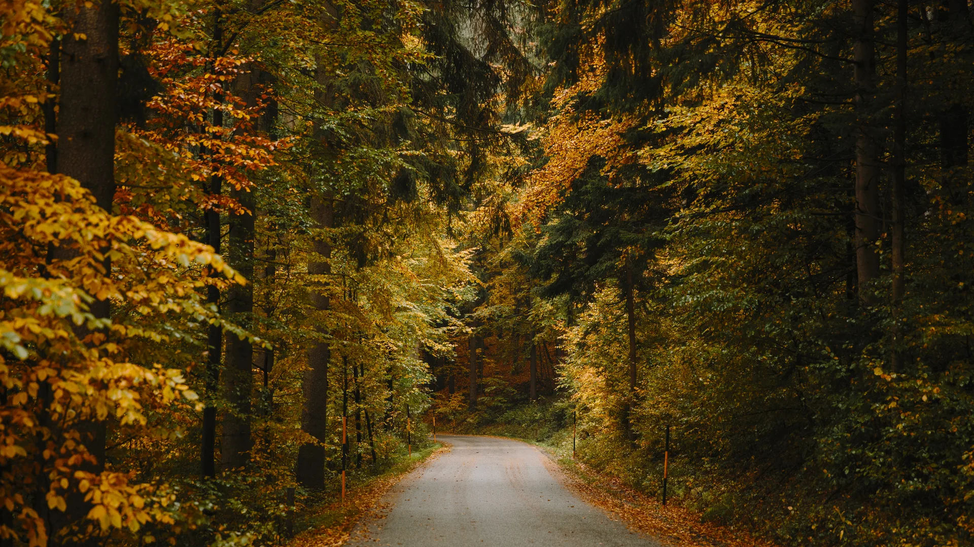 Angelika Stephan · nature · trees · fall