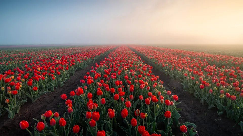 René de Vries · Groningen · Netherlands · nature