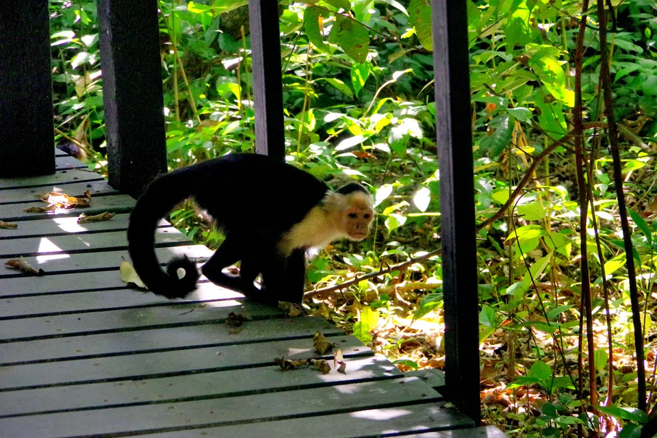 2020-03-20_14-01-01_Costa_Rica_-_Cahuita_NP_K70_JH