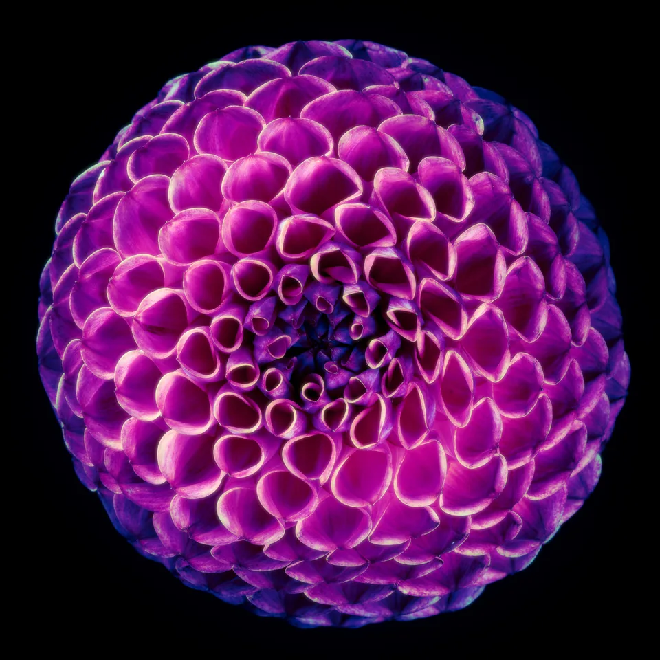 Rufat Lazhanskiy · dahlias · flowers · closeup