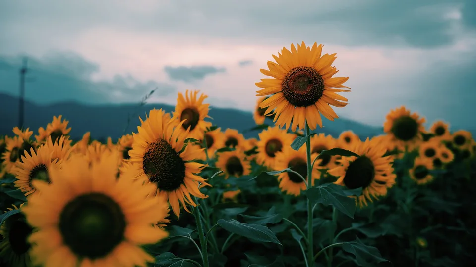 noco3n_com · photography · sunflowers · sunflower field