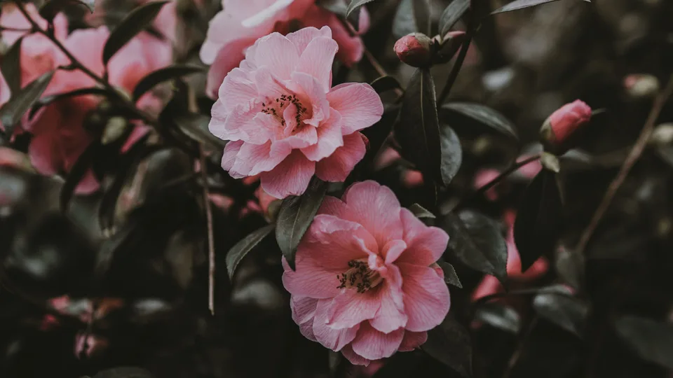 Pink Flowers