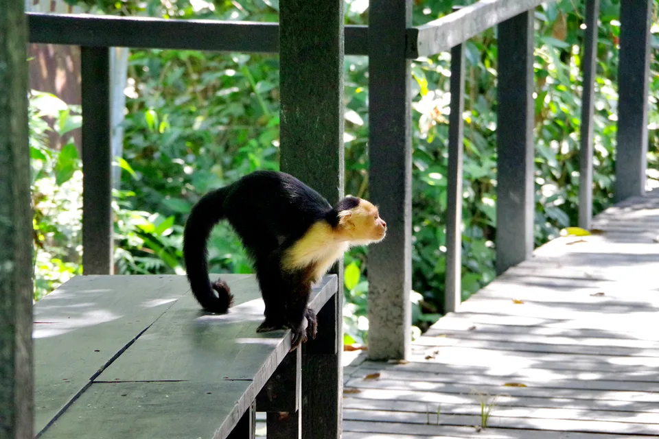 2020-03-20_14-00-34_Costa_Rica_-_Cahuita_NP_K70_JH