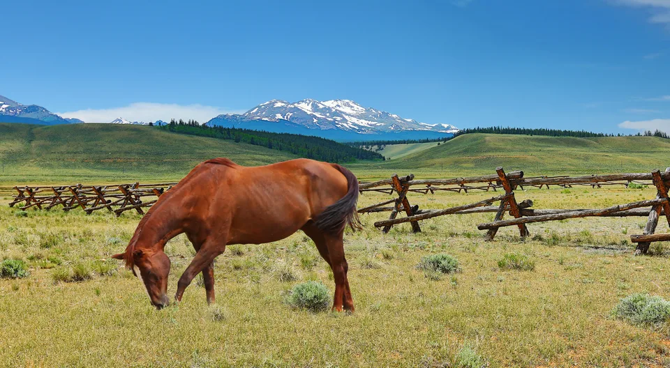 Rocky Mountain Horse