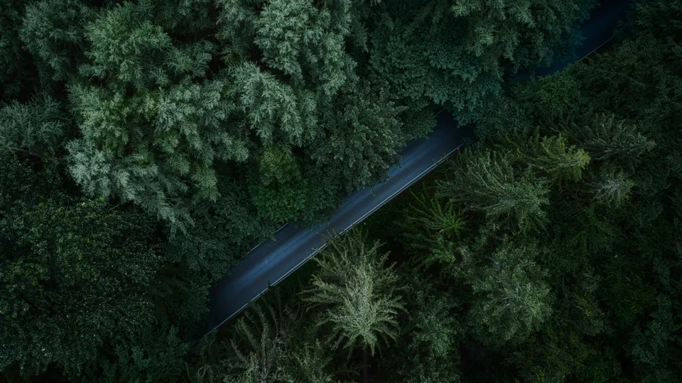 germany · nature · trees · forest