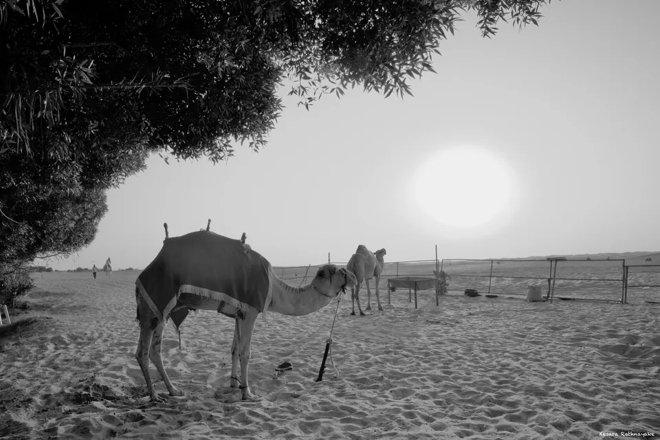 🐪 [IMG_3391]