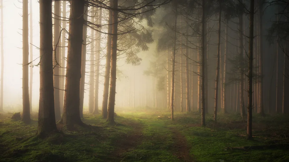 Stefan · Germany · nature · forest