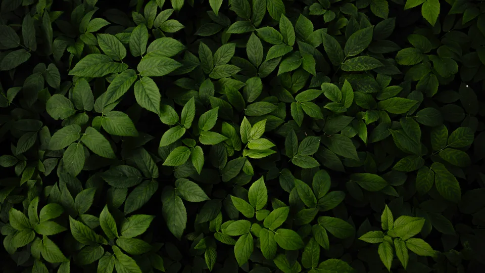 Ryunosuke Kikuno · nature · leaves · depth of field