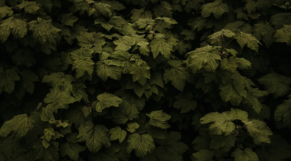 Aedrian Salazar · nature · leaves · depth of field