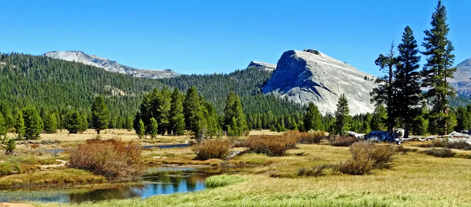 Yosemite High Country Meadow 2019