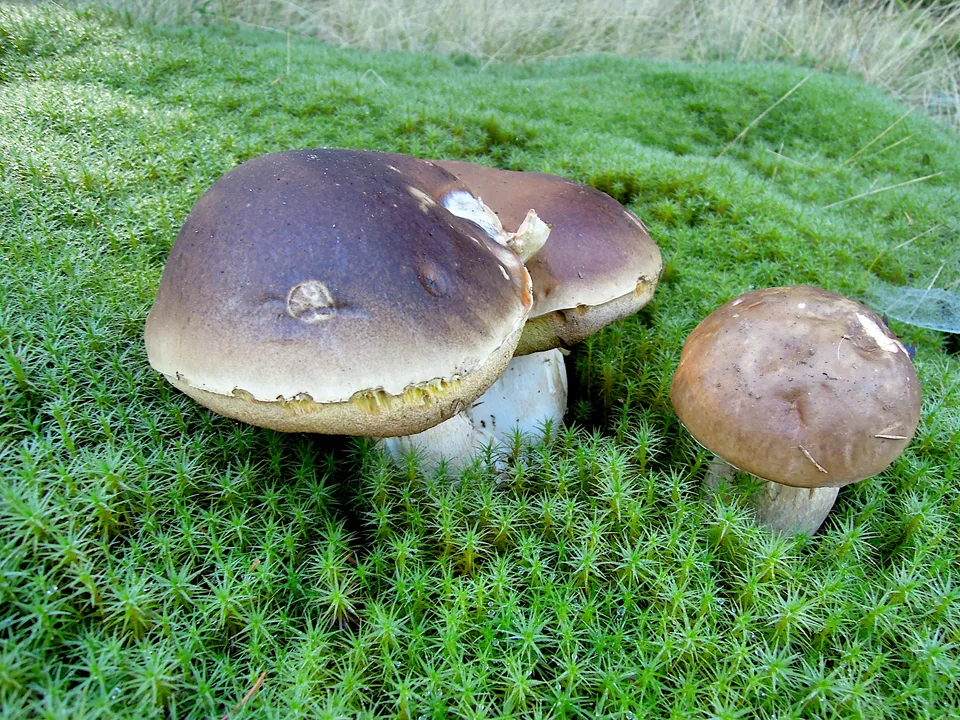 2013-10-08_09-51-20_Sumava_JH