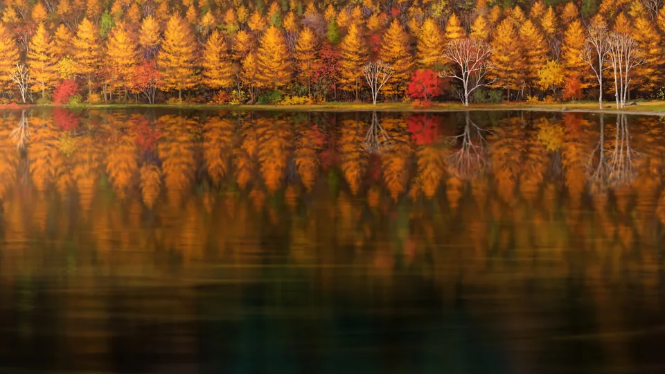 Kuroneko No Pei · fall · lake · trees