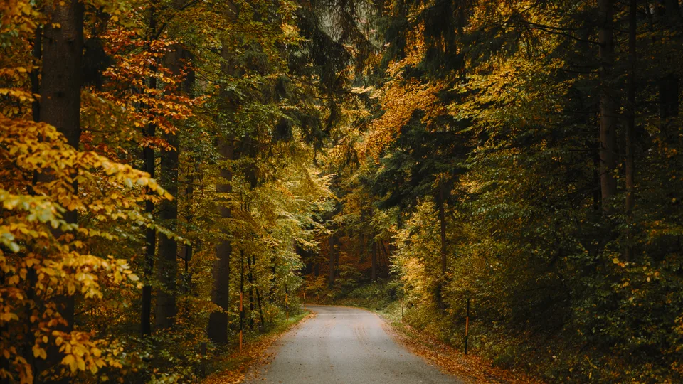 Angelika Stephan · nature · trees · fall
