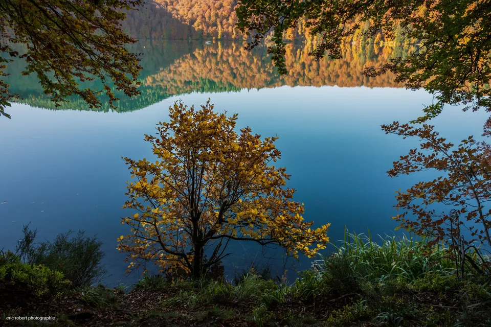 nature · yellow leaves · trees · water