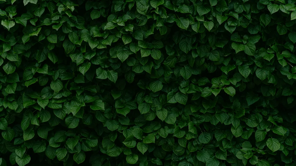 nature · leaves · depth of field · closeup
